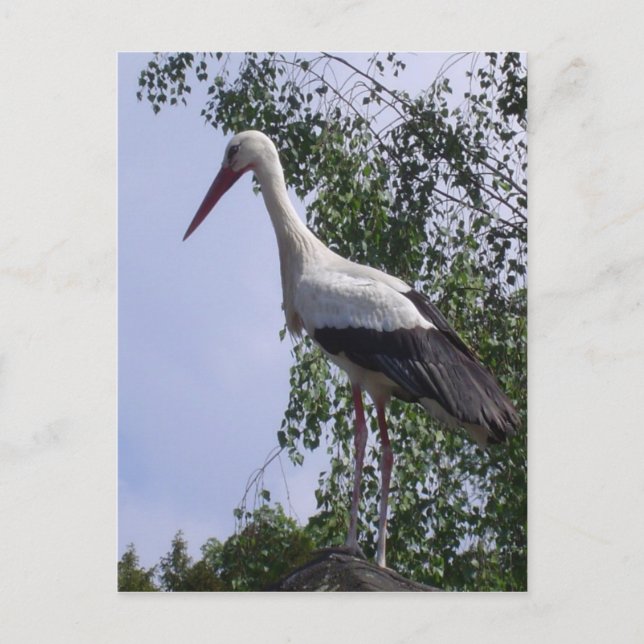 Straßburger Storchen Postkarte (Vorderseite)