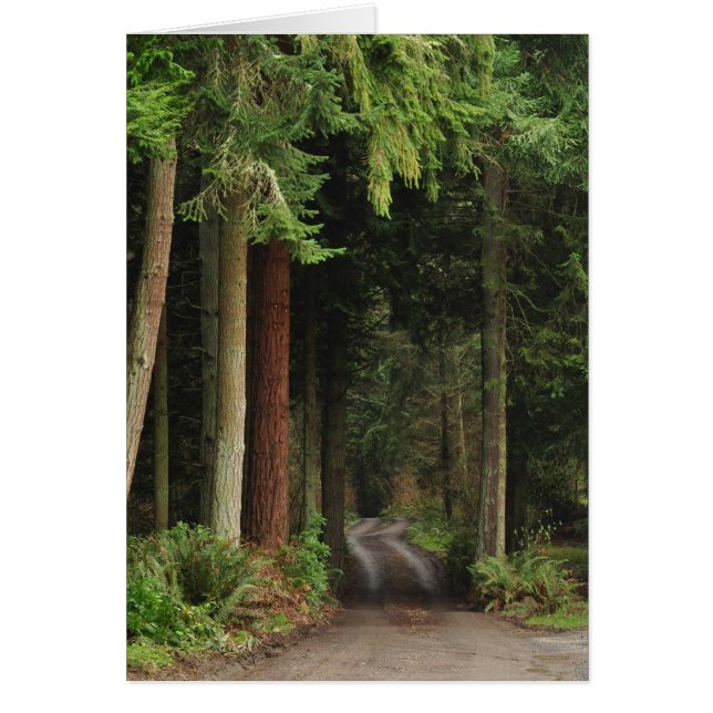 Straße gesäumt von Firs (Vorne)