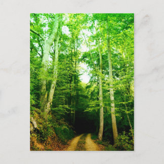 Straße in der Waldpostkarte Postkarte
