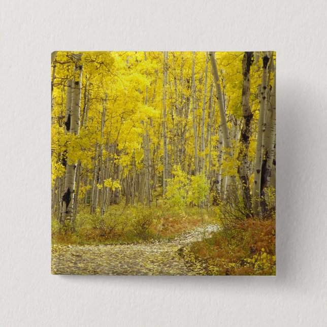 Straße mit Herbstfarben und -aspeln in Kebler 2 Button (Vorderseite)