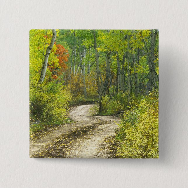 Straße mit Herbstfarben und -aspeln in Kebler Button (Vorderseite)