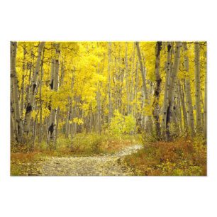Straße mit Herbstfarben und Espen in Kebler 2 Fotodruck