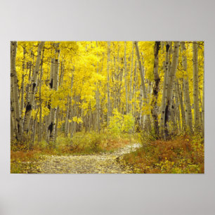 Straße mit Herbstfarben und Espen in Kebler 2 Poster