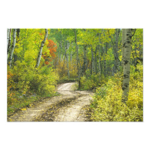 Straße mit Herbstfarben und Espen in Kebler Fotodruck