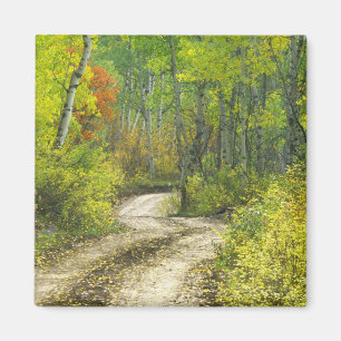 Straße mit Herbstfarben und Espen in Kebler Magnet