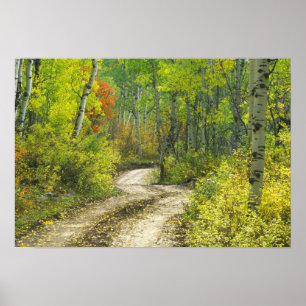 Straße mit Herbstfarben und Espen in Kebler Poster