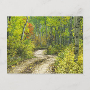 Straße mit Herbstfarben und Espen in Kebler Postkarte