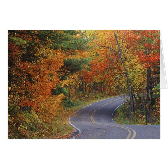Straßenbahn Herbstbäume Richtung Itasca Staat Park (Vorderseite (Horizontal))