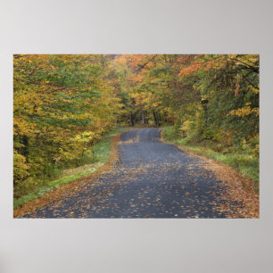Straßenrand Herbstlaub, Süd-Vermont, USA Poster