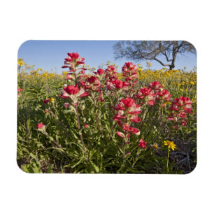 Straßenrand-Wildblumen in Texas, Frühling Magnet