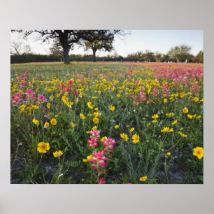 Straßenrand-Wildblumen in Texas, Frühling Poster