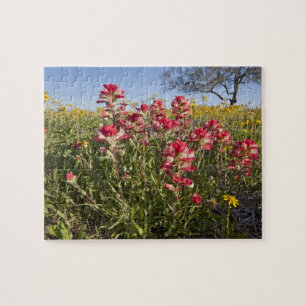 Straßenrand-Wildblumen in Texas, Frühling Puzzle