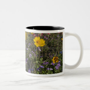 Straßenrand-Wildblumen in Texas, Frühling Zweifarbige Tasse
