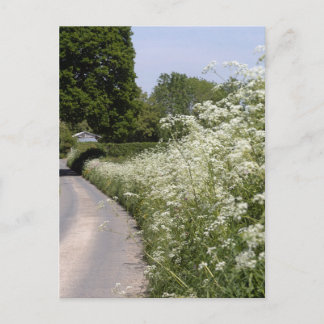 Straßenrandhecke Herefordshire Postkarte