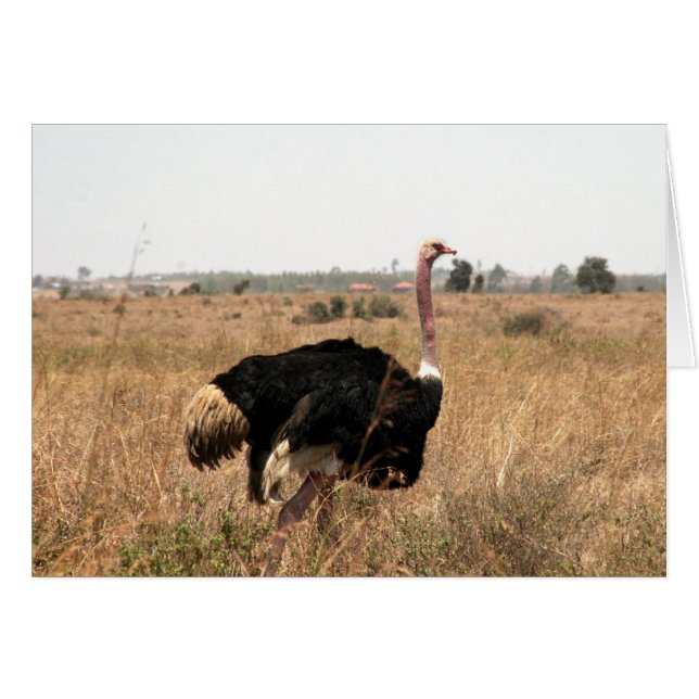 Strauß (Vorderseite (Horizontal))