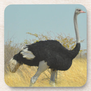 Strauß auf einem Lauf Untersetzer