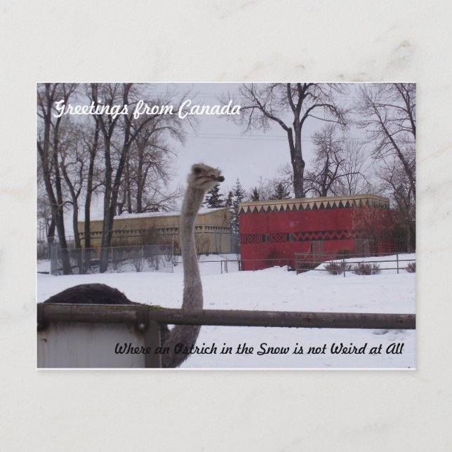 Strauß im Schnee Postkarte (Vorderseite)