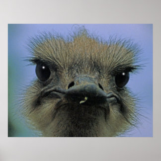 Strauß oder Emu mit "Themen"! Poster