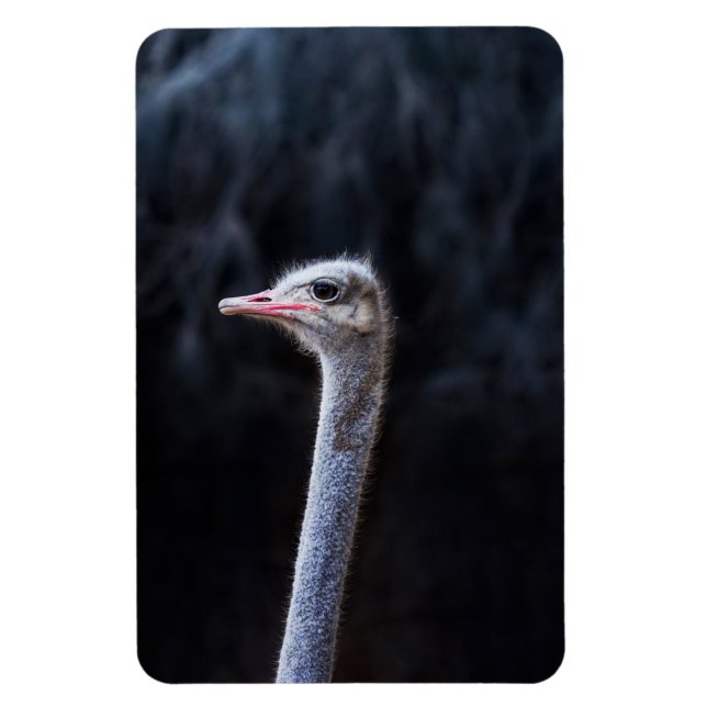 Strauß Portrait  Magnet (Vertikal)
