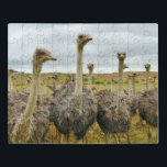 Strauß Puzzle<br><div class="desc">In diesem phantastischen Puzzle wird eine Ohrfeige gezeigt</div>
