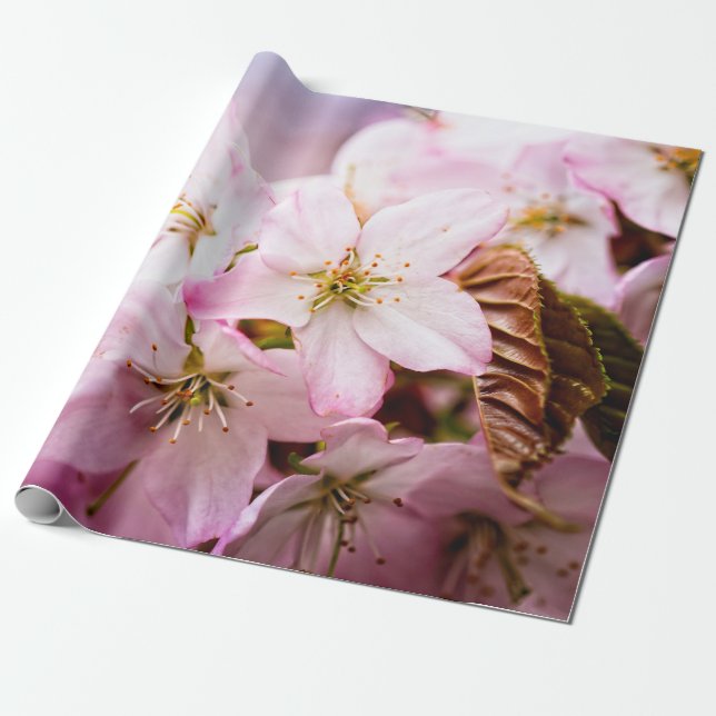 Strauß rosa Sakura gegen den rosa Hintergrund Geschenkpapier (Ungerollt)
