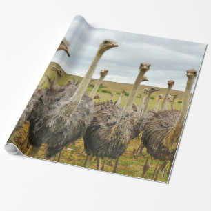 Strauß-Vogel Geschenkpapier