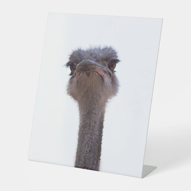 Strauß Vogel Sockelschild (Vorderseite)