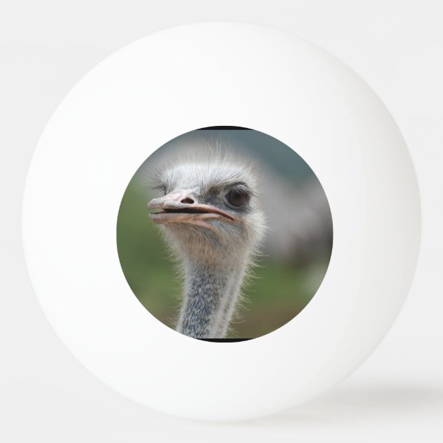 Strauß-Vogel Tischtennisball (Vorderseite)