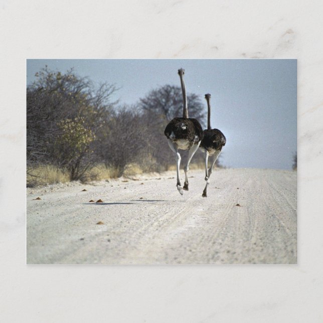 Strauße Postkarte (Vorderseite)