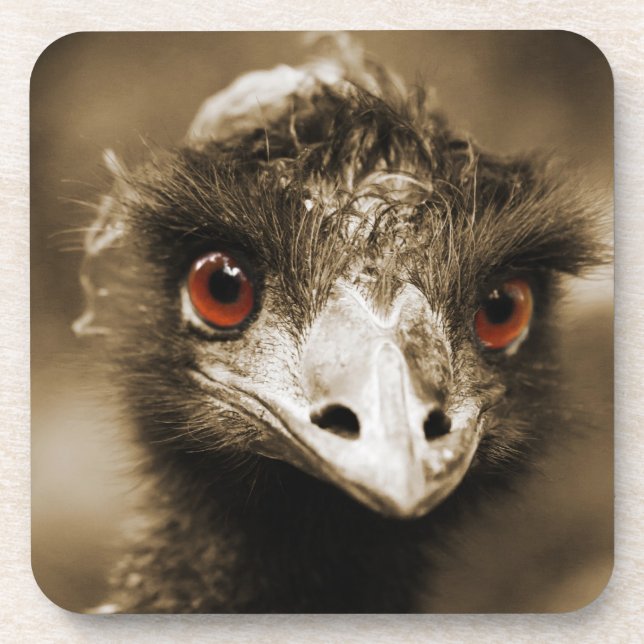 Strauße sehen Untersetzer aus (Vorderseite)