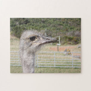Straußenfarm Südafrika. Puzzle