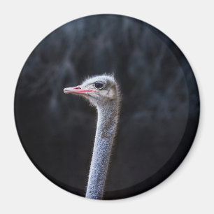 Straußenfotografie Magnet