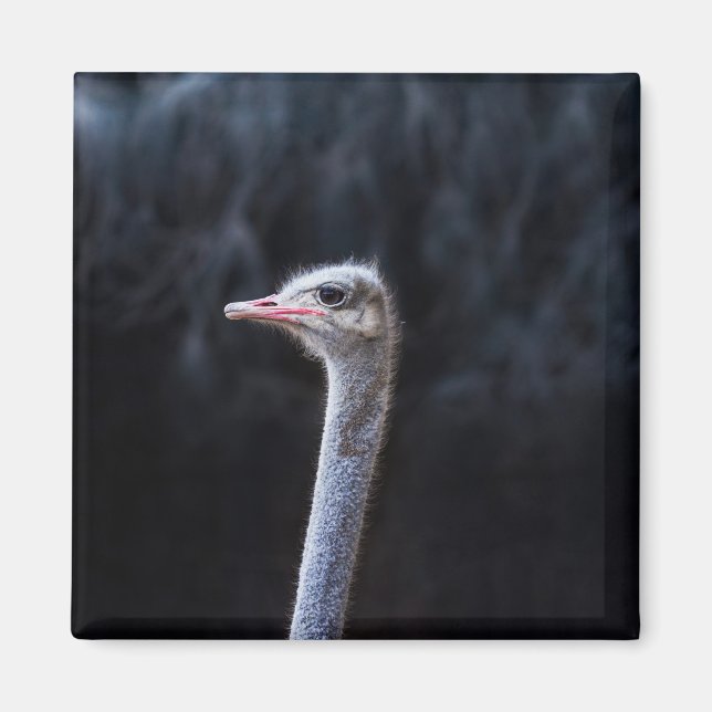 Straußenfotografie Magnet (Vorne)