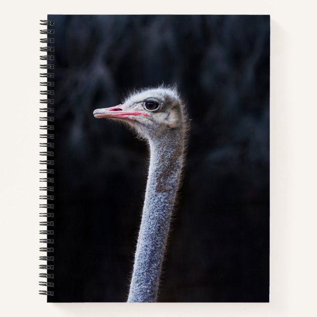 Straußenfotografie Notizbuch (Vorderseite)