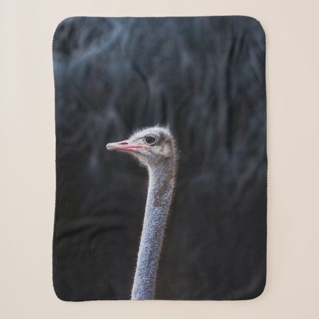 Straußenfotografie Sherpadecke (Vorderseite)