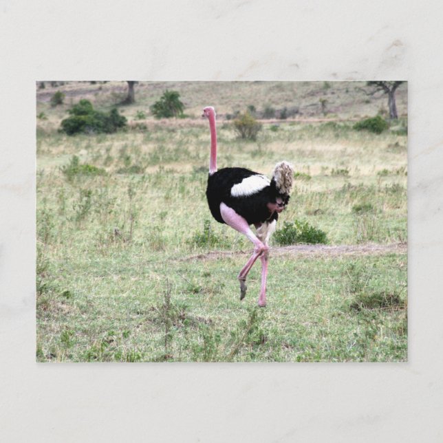 Straußenlauf Postkarte (Vorderseite)