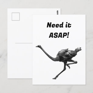 Straußenmatte Sketch, Coole Vogelkunst Postkarte