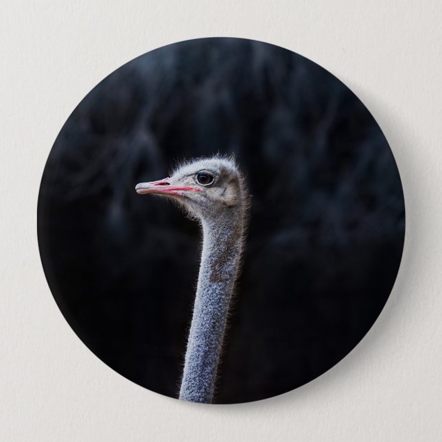 Straußenportrait Button (Vorderseite)