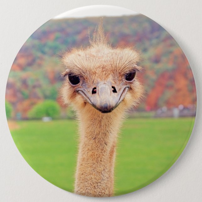 Straußenportrait Button (Vorderseite)