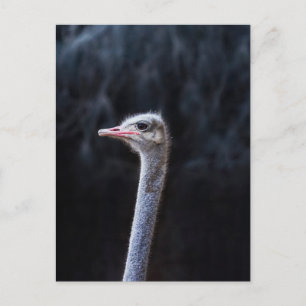Straußenportrait Einladungspostkarte