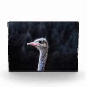 Straußenportrait Fotoblock