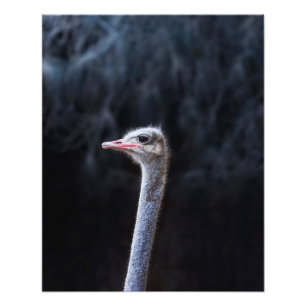 Straußenportrait Fotodruck