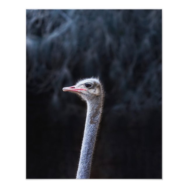 Straußenportrait Fotodruck (Vorne)