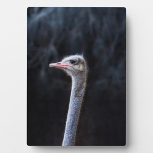 Straußenportrait Fotoplatte
