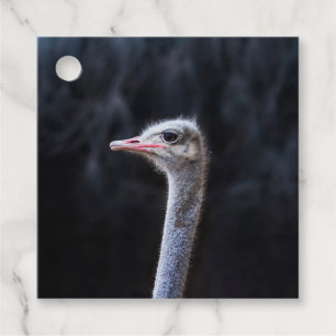 Straußenportrait Geschenkanhänger