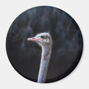 Straußenportrait Magnet