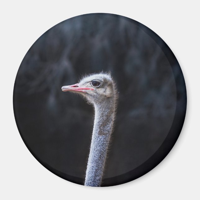 Straußenportrait Magnet (Vorne)