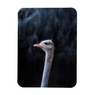 Straußenportrait Magnet