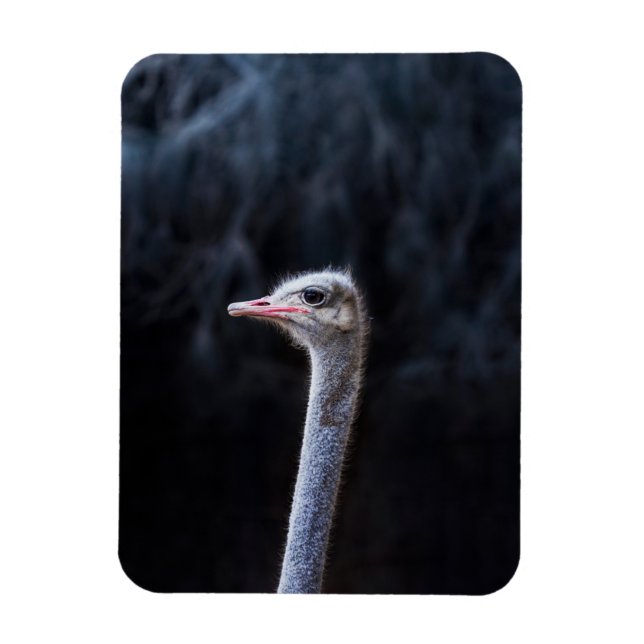 Straußenportrait Magnet (Vertikal)