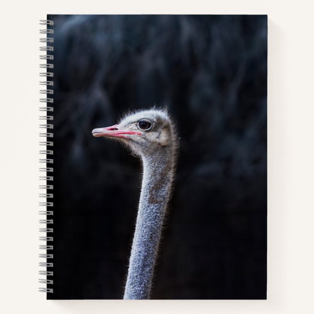 Straußenportrait Notizbuch (Vorderseite)